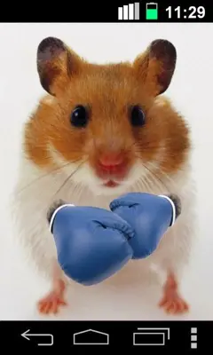 Hamster Live Wallpapper android App screenshot 3